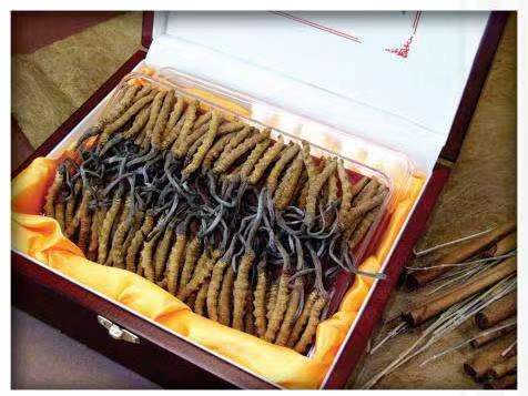 和静冬虫夏草回收